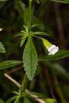 Florida hedgehyssop